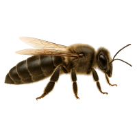 Carnica Königin