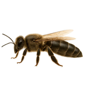 Carnica Königin vom Belegstand