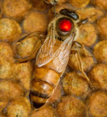 Zuchtmutter von der Belegstelle